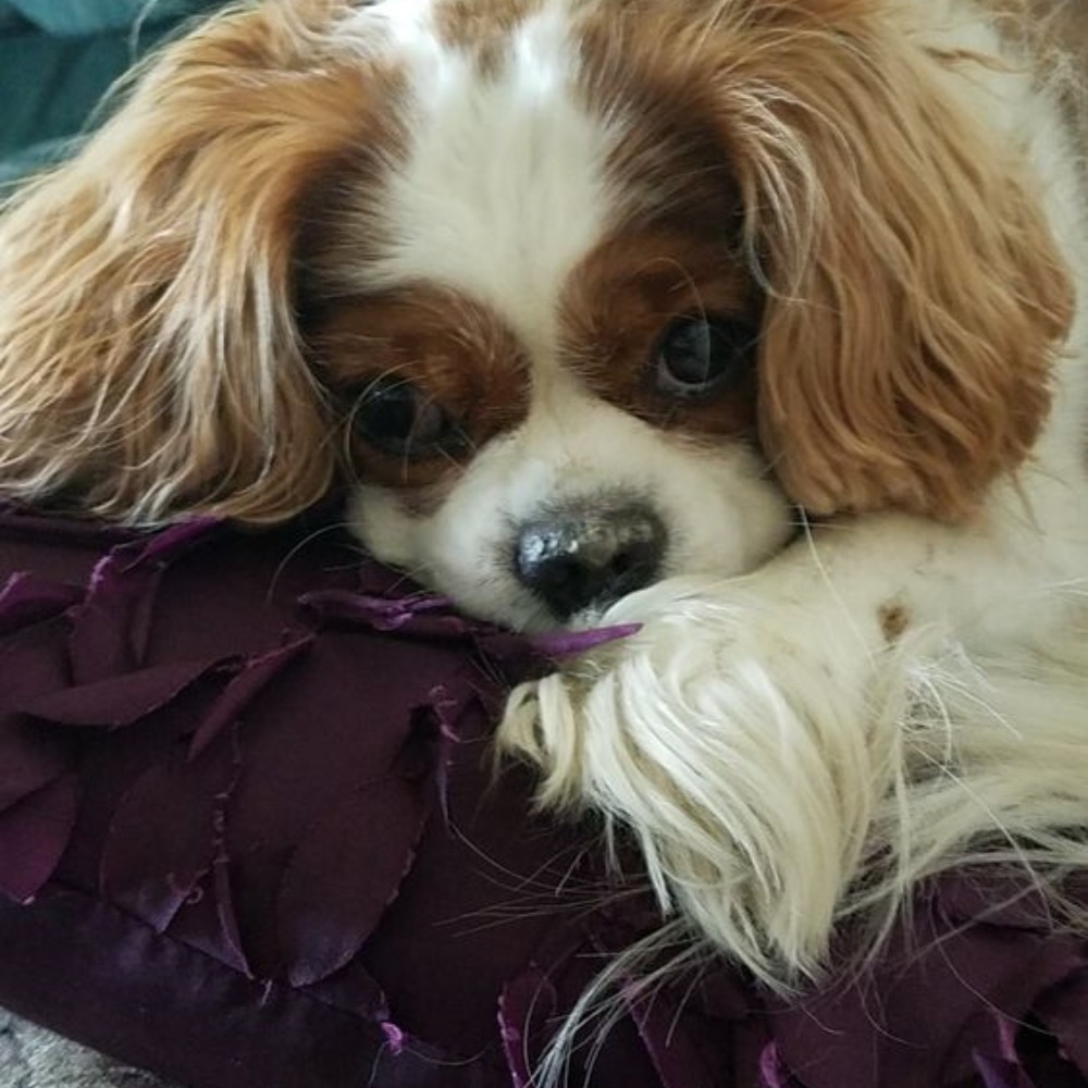 Meet your Posher, Darlene